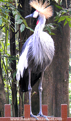 Crane at Langkawi Bird Paradise