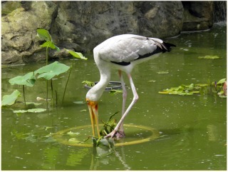 KL Bird Park KL Bird Park