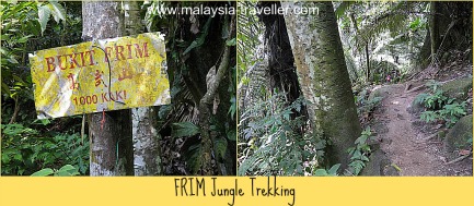 You will reach 1000 feet on your jungle trek. You will reach 1000 feet on your jungle trek.