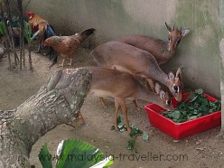 Deer and chickens mix freely at Farm In The City, Malaysia