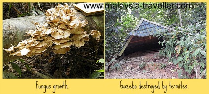 Termite damage and fungus growth on Gunung Datuk. Termite damage and fungus growth on Gunung Datuk.