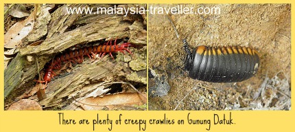 Some of the insects seen at Gunung Datuk. Some of the insects seen at Gunung Datuk.