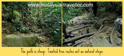 The path and vegetation at Gunung Datuk. The path and vegetation at Gunung Datuk.