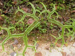 Geometric fern Geometric fern