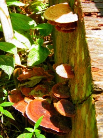 Fungi on Gunung Telapak Buruk Fungi on Gunung Telapak Buruk