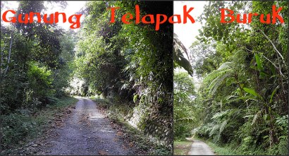 The path up Gunung Telapak Buruk The path up Gunung Telapak Buruk