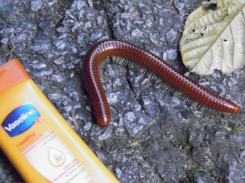 Millipede on Gunung Telapak Buruk Millipede on Gunung Telapak Buruk