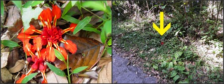 Flower on Gunung Telapak Buruk Flower on Gunung Telapak Buruk