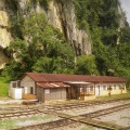 Jungle Railway 