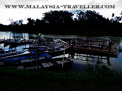 Fireflies at Kg. Kuantan