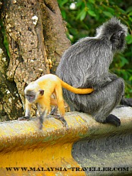 Siver Leaf Monkeys at Kuala Selangor