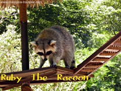 Ruby the Racoon at Lost World of Tambun, Ipoh. Ruby the Racoon at Lost World of Tambun, Ipoh.