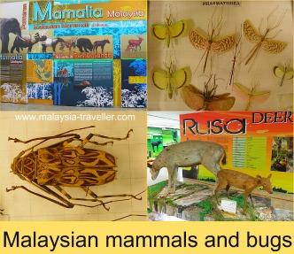 Museum Of Nature, Putrajaya Museum Of Nature, Putrajaya