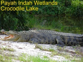 Crocodile at Paya Indah Wetlands, Dengkil