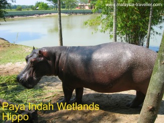 Paya Indah Wetlands - Hippo