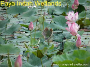 Paya Indah Wetlands, Lotus lilies on Typha Lake