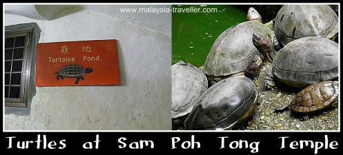 Turtles at Sam Poh Tong Cave Temple Turtles at Sam Poh Tong Cave Temple