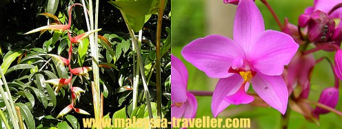 Heliconia and Orchids at Taman Wawasan Heliconia and Orchids at Taman Wawasan