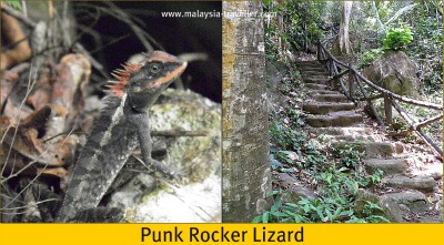 Lizard at Gua Kelam Lizard at Gua Kelam