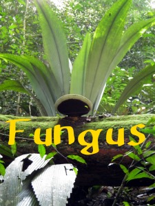 Gunung Angsi Fungus Gunung Angsi Fungus