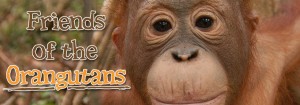 Friends of the Orangutans