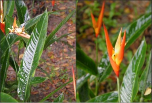 Tropical Plants at Taman Wetlands Tropical Plants at Taman Wetlands
