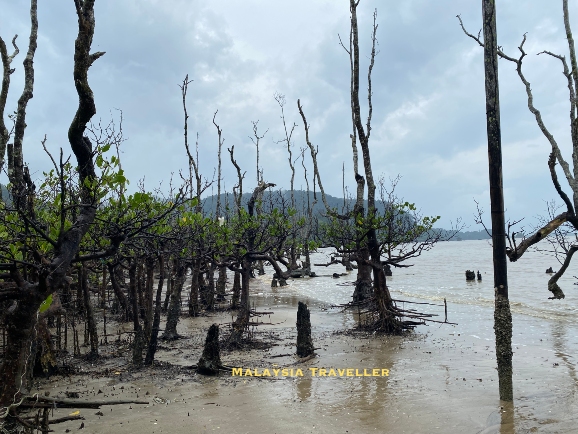 mangrove trees at Telok Delima