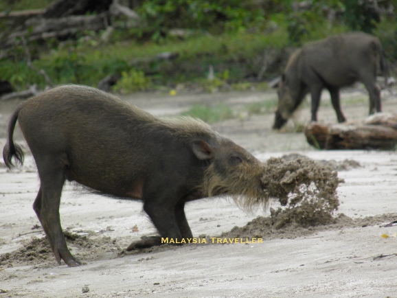 a borneo bearded pig digging in the sand with its snout