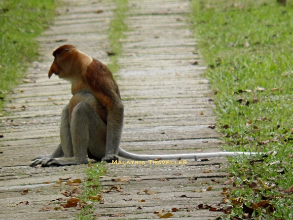 young male proboscis sitting on a path