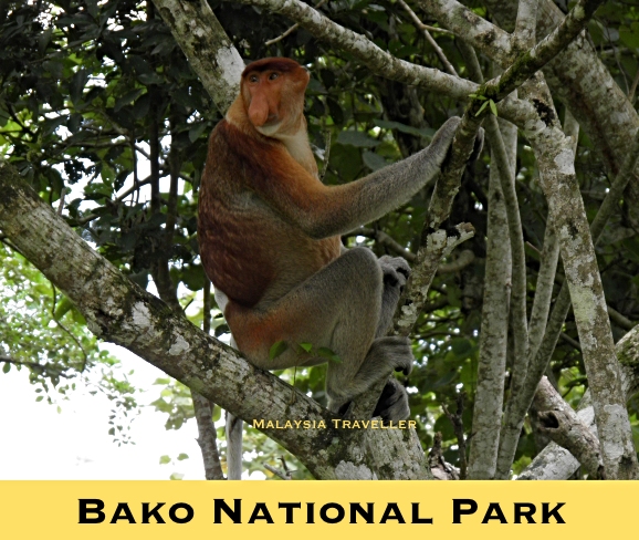 male proboscis monkey in a tree