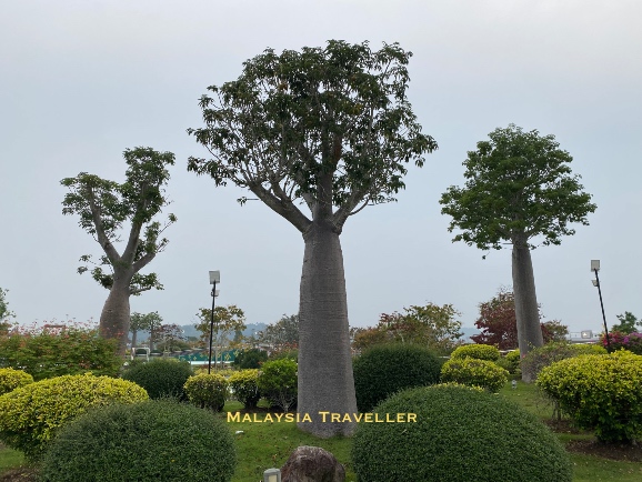 Baobab trees Baobab trees