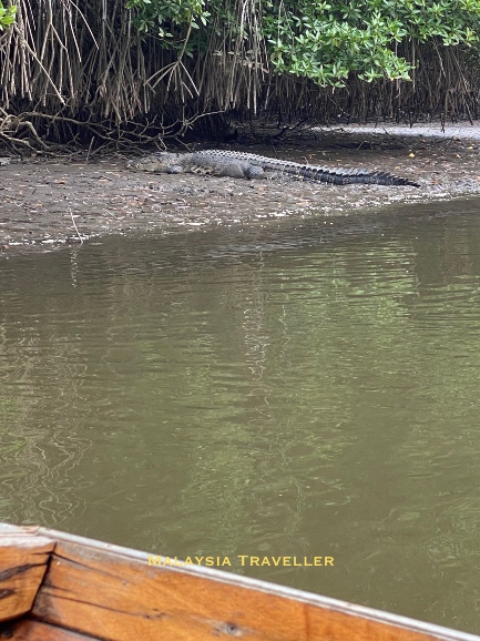 crocodile on the river bank