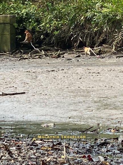 proboscis monkeys on the river bank