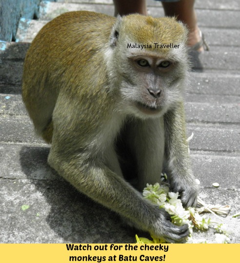 Batu Caves monkeys