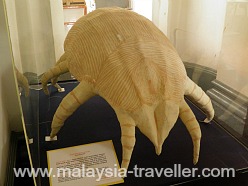 House Mite House Mite