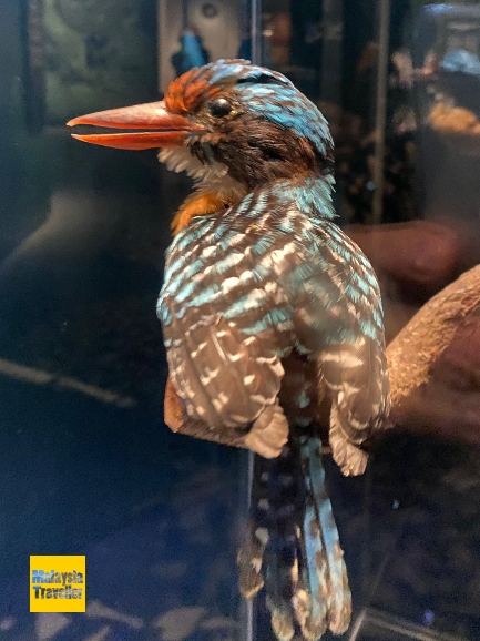 Stuffed banded kingfisher Borneo