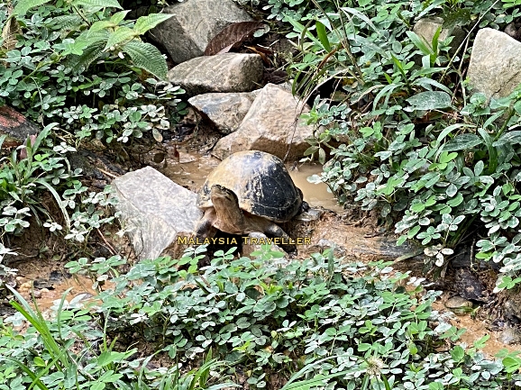 tortoise walking in a garden tortoise walking in a garden