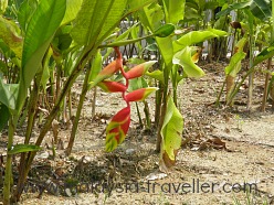 Heliconia Garden at Bukit Jalil Park