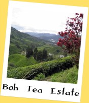 Boh Tea Estate, Cameron Highlands Boh Tea Estate, Cameron Highlands