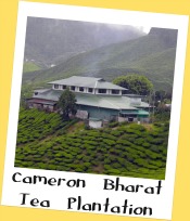 Cameron Bharat Tea Plantation Cameron Bharat Tea Plantation