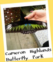 Butterfly Farm, Cameron Highlands Malaysia Butterfly Farm, Cameron Highlands Malaysia