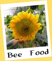 Highlands Apiary Farm, Cameron Highlands Highlands Apiary Farm, Cameron Highlands