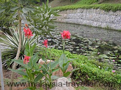 Lily pond in Taman Wawasan