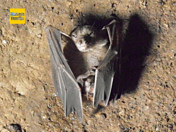dead bat at Fairy Cave