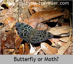 There are plenty of interesting bugs and plants at Jeram Toi There are plenty of interesting bugs and plants at Jeram Toi