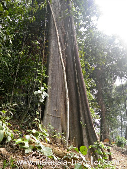 KL Forest Eco Park mature trees KL Forest Eco Park mature trees