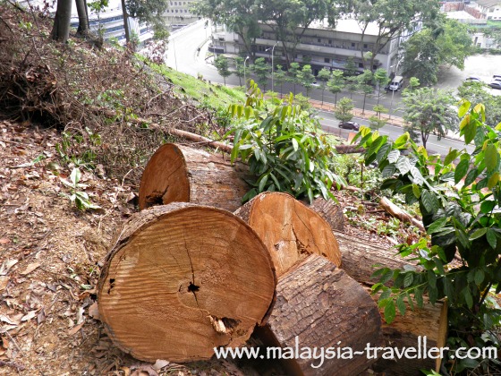 KL Forest Eco Park tree felling KL Forest Eco Park tree felling