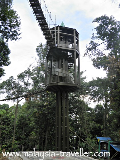 KL Forest Eco Park - Bukit Nanas Forest Reserve
