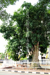 Rubber Tree Kuala Kangsar Rubber Tree Kuala Kangsar