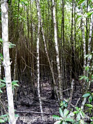 Mangrove Forest at Kuala Selangor Nature Park Mangrove Forest at Kuala Selangor Nature Park